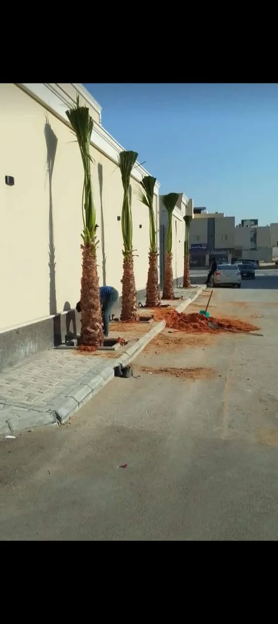 نباتات ونخيل للزينة وتنسيق الحدائق